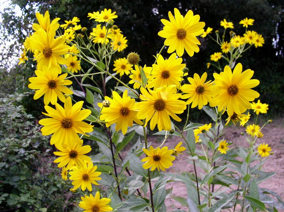 Helianthus tuberosus / Topinanbur